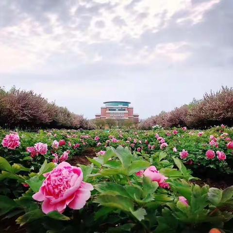 国色天香——牡丹花