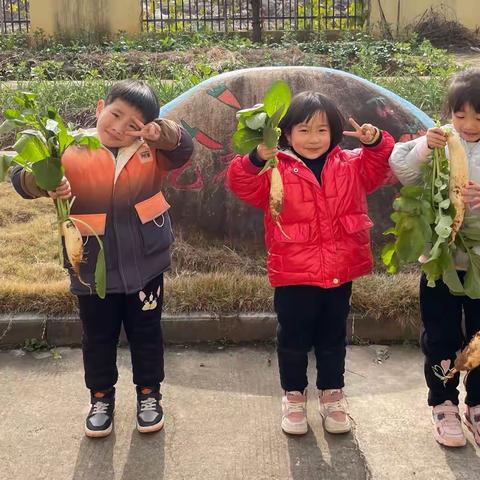 亲近自然，快乐收获——花亭中心幼儿园中二班拔萝卜实践活动