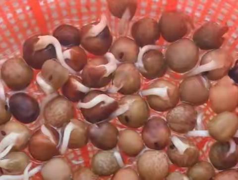 豇豆宝宝成长记--西门小学三(6)班吴方羽