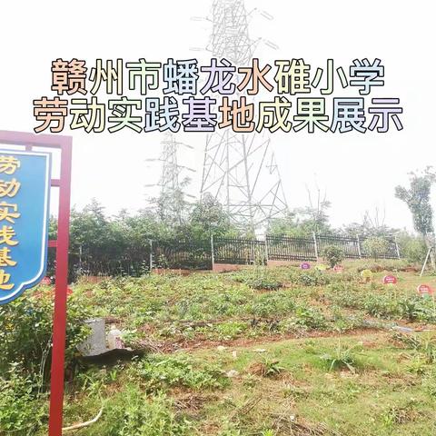 赣州市蟠龙水碓小学劳动实践基地成果展示