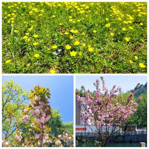 花儿美，花儿闹，你的背影比花俏——记章村小学开学准备之大扫除活动