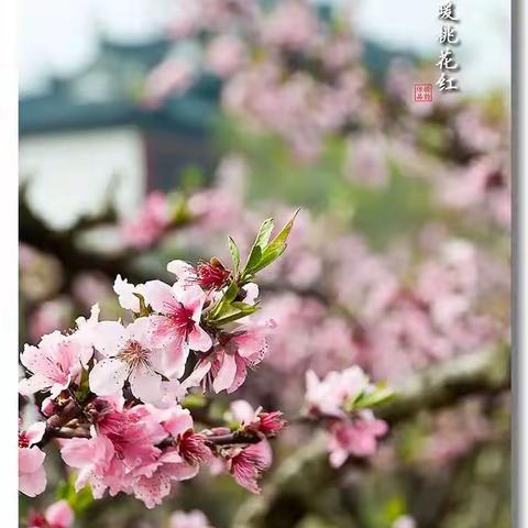 春风送暖，“研”路开花——人民小学第六周数学教研活动