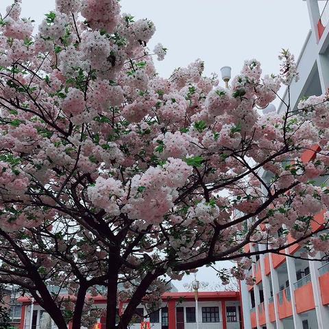 停课不停学，云课堂助力英语教学