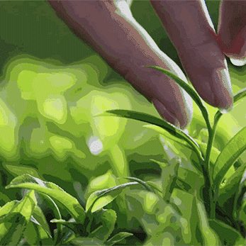 天生天养头采明前茶采摘结束