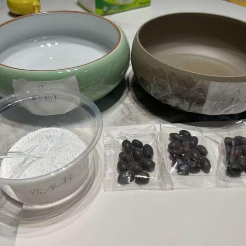 洗衣粉对碗莲发芽生长的影响
