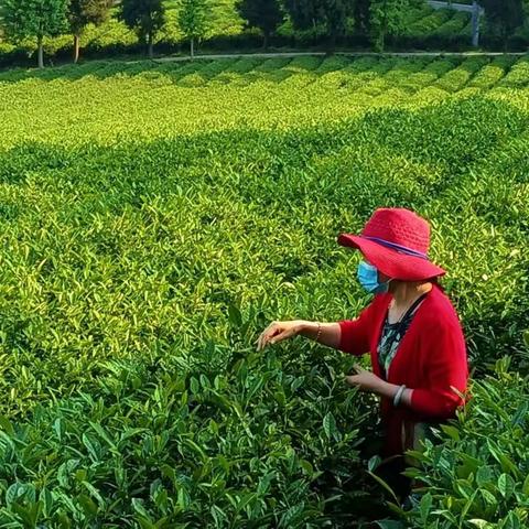 四月春风茶山行