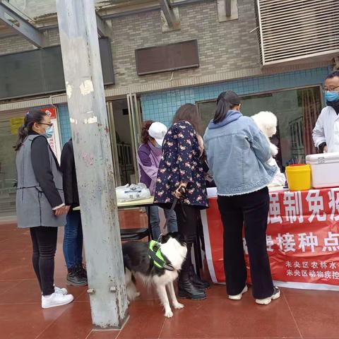 【学党史 ❤️办实事|长庆未央湖花园社区党支部在行动】社区开展2021年春季狂犬疫苗注射活动