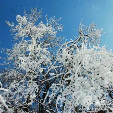 新年飘雪飞扬