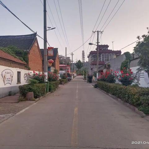 申楼街道王斌庄——月季花开香满村