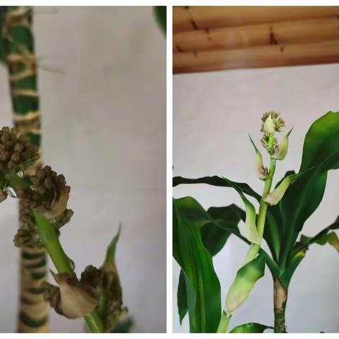 又见巴西木开花