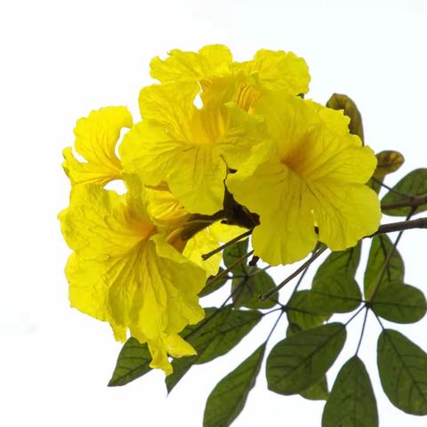 打卡黄花风铃木