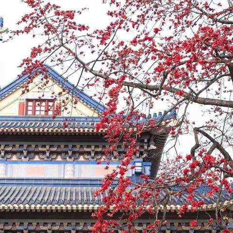 中山纪念堂中国最美木棉花开了