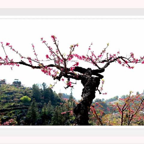 桃花盛开的地方