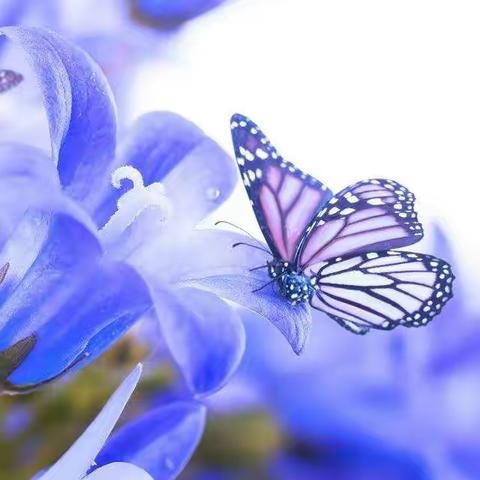 我若芬芳，蝴蝶自来