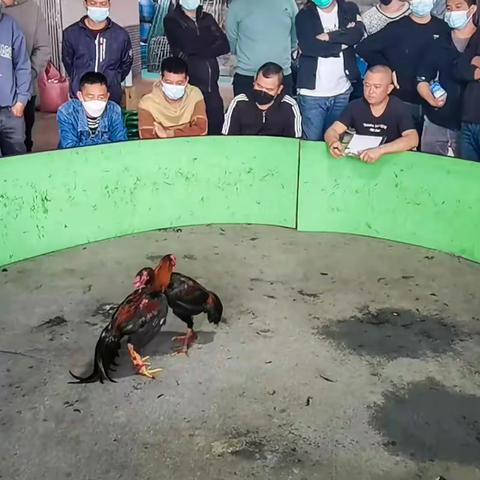 在西双版纳观斗鸡