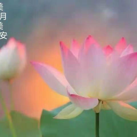 夏天的美