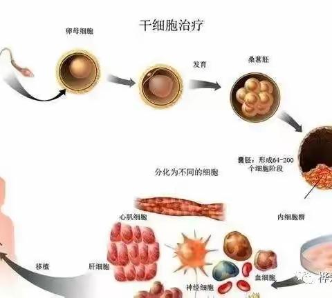 162亿个免疫细胞进入体内后,变化惊人