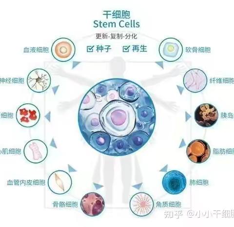 值得收藏(干细胞介绍)