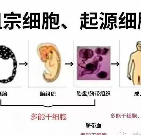 生于细胞、老于细胞,亦可创造奇迹的细胞!