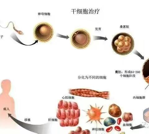 【科普】干细胞,修补受损器官“能手”!