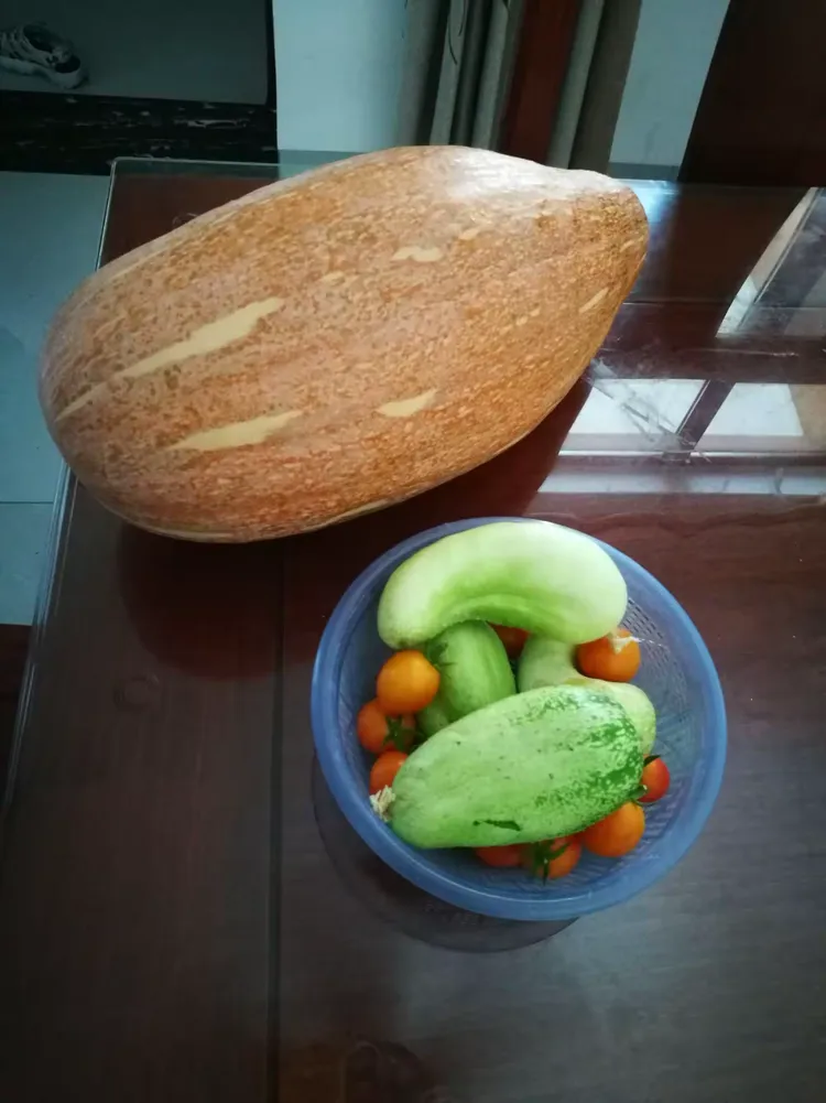 哥哥嫂子种的大南瓜、白瓜、冬瓜、小西红柿。