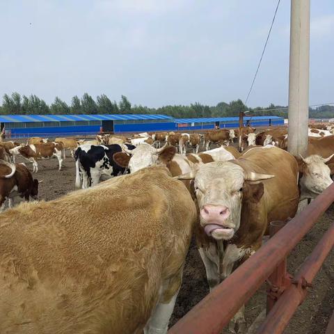 用事实、典型、数据说话—关于凤冈县在外调运肉牛的思考