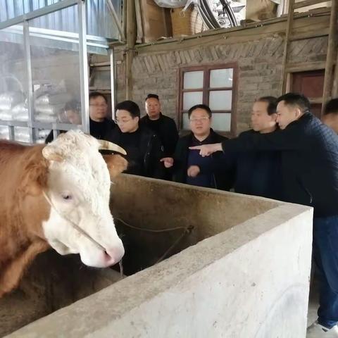 瓮安县客人考察凤冈肉牛产业