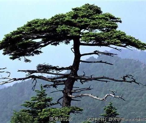 东方教育     松树的絮语       东方教育八年级     穆天娇