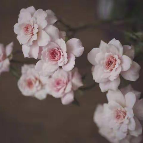 乘风破浪  扬帆起航  ___九一班疫情防控期间教与学点滴