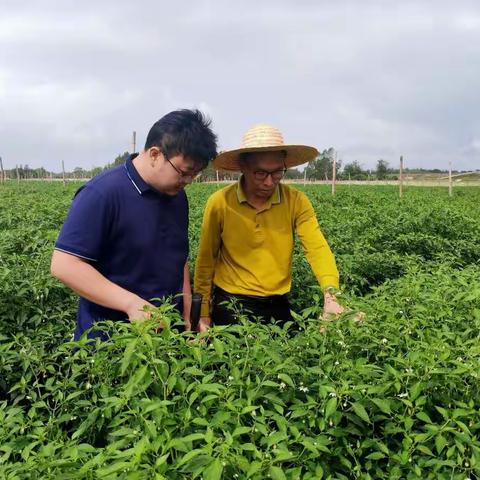 及时指导企业解决农作物病虫害问题