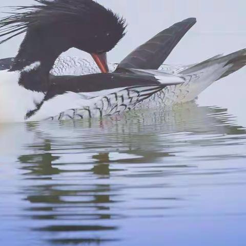 国鸟——中华秋沙鸭