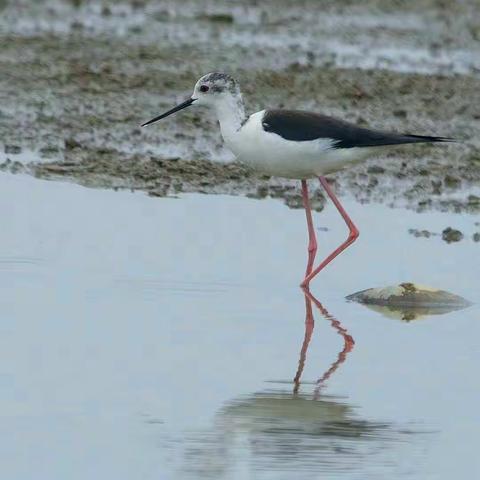 水中的高跷娘子——黑翅长脚鹬