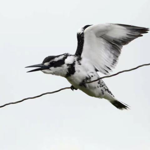 我们村里的鸟儿