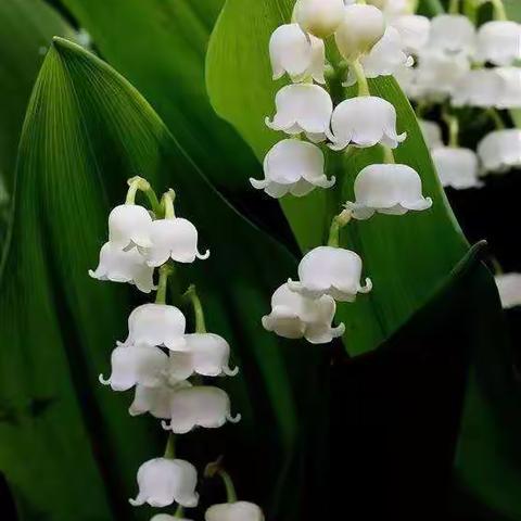 桃李醉红香五月 春雨无声育芬芳