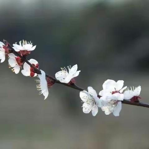 春日暖阳，携手同行——城东办小学语文四年级集体备课活动