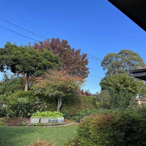 小院遭遇了新冠病毒侵袭，山茶花和辣椒树，还有瓜果蔬菜安然无恙。