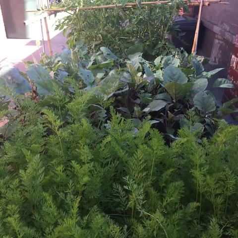 每天看着种下的花草和蔬菜，偶有成就感，但终归还是寂寞孤独。