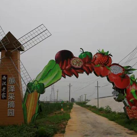 国庆放假了赶紧来吧！长子县石哲镇西汉村惠泽采摘园的火龙果熟了！