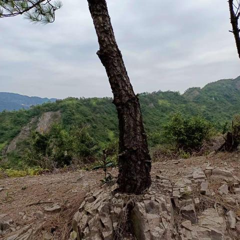 《冬日无言》