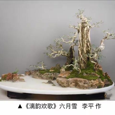 2019首届中国女盆景师金奖作品欣赏