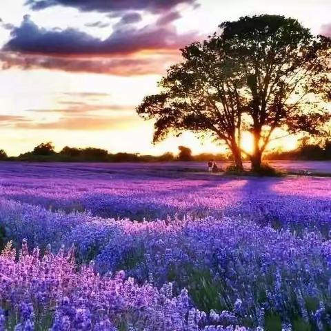 诗经体译 | 斯卡布罗集市