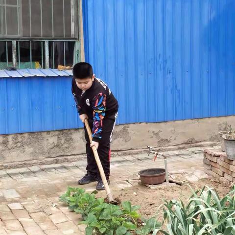 “我劳动，我光荣”——种玉米🌽🌽二年级3班       宋子文🌽🌽