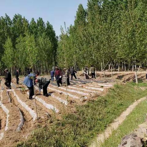 桑园保护耕地，对新栽杨树进行清理