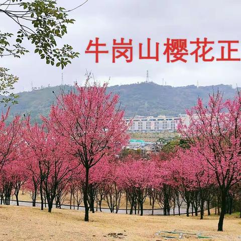 樱花绽放时，寒意渐渐暖。牛岗山樱花林在春风细雨中，簇簇花蕠紧挨枝头，片片花瓣缤纷飞舞，风情万种，宛如世外桃