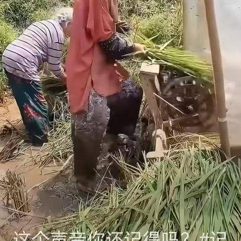 《谷机声》文图