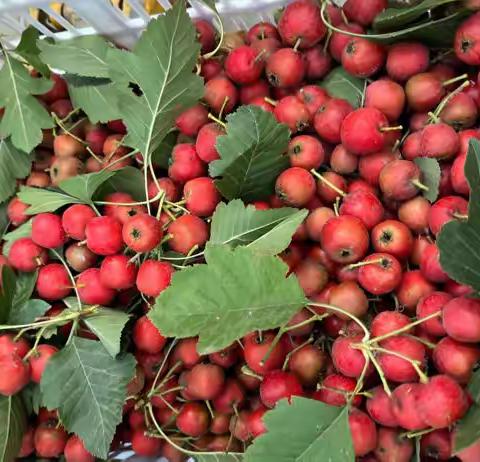 万顺的秋季——山楂之旅