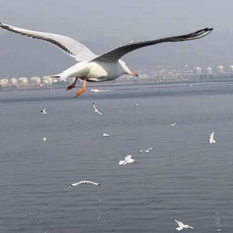 七彩云南行：滇池大坝观赏红嘴鸥