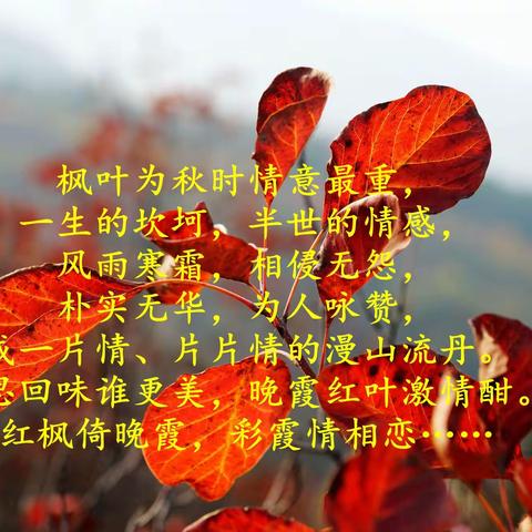 霜叶红于二月花(赏博山盆泉张丹顶、南沙井当阳山红叶)2021.10.30