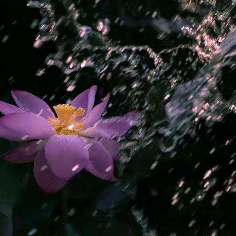 荷香飘逸，醉了夏季