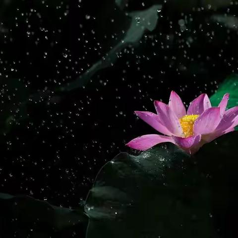 清风荷香，温柔了岁月，醉了你我